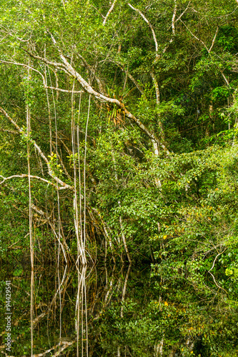 Dense Jungle Vegetation