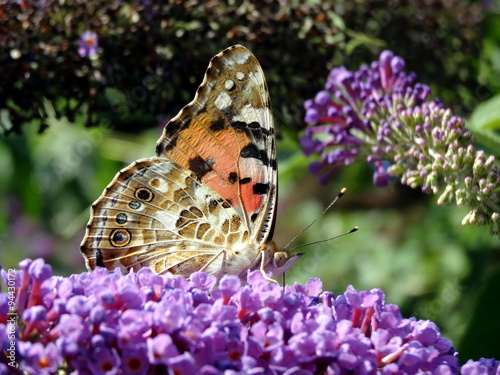 Vanesse de chardon posé sur un lilas avec ses ailes fermées. photo