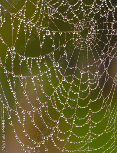 Wet spider web