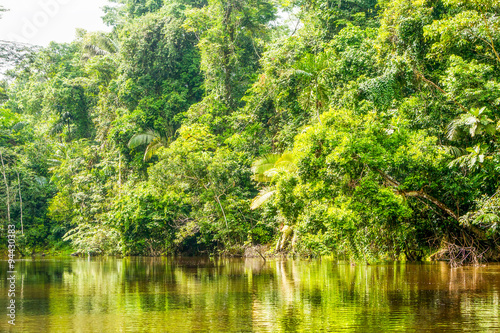 Cuyabeno River National Park features typical jungle vegetation,illustrating rich biodiversity and pristine natural landscapes.