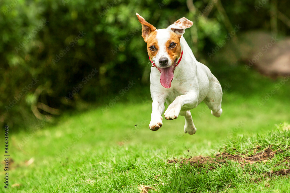 A happy Jack Russell terrier running towards the camera, jumping with excitement, with a big smile on its face. A happy Jack Russell terrier running towards the camera, jumping with excitement, with a big smile on its face.