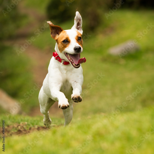 A joyful Jack Russell puppy runs towards the camera, jumping happily in the grass, eager to play and be petted.