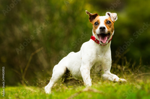 Slika na platnu A colorful Parson Russell dog named Jack levitates towards the camera while playing and running on lush green grass