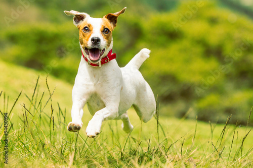 Capture the joyous energy of a happy dog as it enthusiastically runs towards the camera in a dynamic low angle,high speed shot.