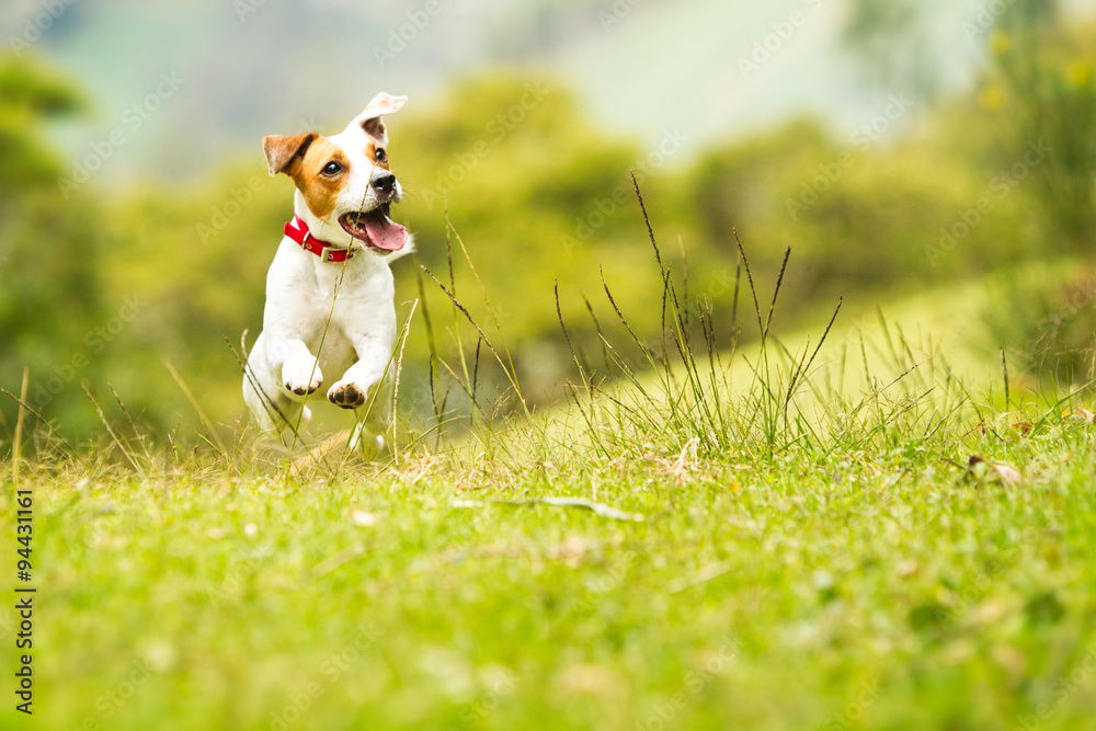 A small Jack Russel dog happily jumps and runs on the grass, playing outdoors in nature with a low-angle view.