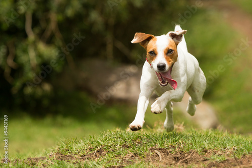 Fototapeta Naklejka Na Ścianę i Meble -  Jack Russell Parson Terrier Dog