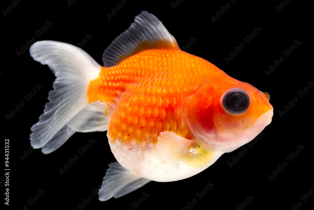 A young fancy goldfish with shimmering pearl scales swimming gracefully in a tank. A young fancy goldfish with shimmering pearl scales swimming gracefully in a tank.