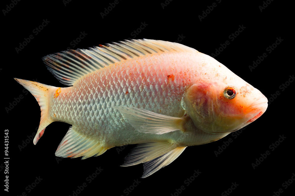 A vibrant freshwater aquarium filled with tilapia and colorful cichlids swimming among lush aquaponic plants. A vibrant freshwater aquarium filled with tilapia and colorful cichlids swimming among lush aquaponic plants.