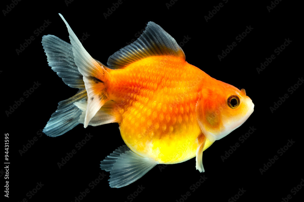 High quality studio shot of isolated pearlscale goldfish on black background,with complete finnage manually removed for a stunning display.