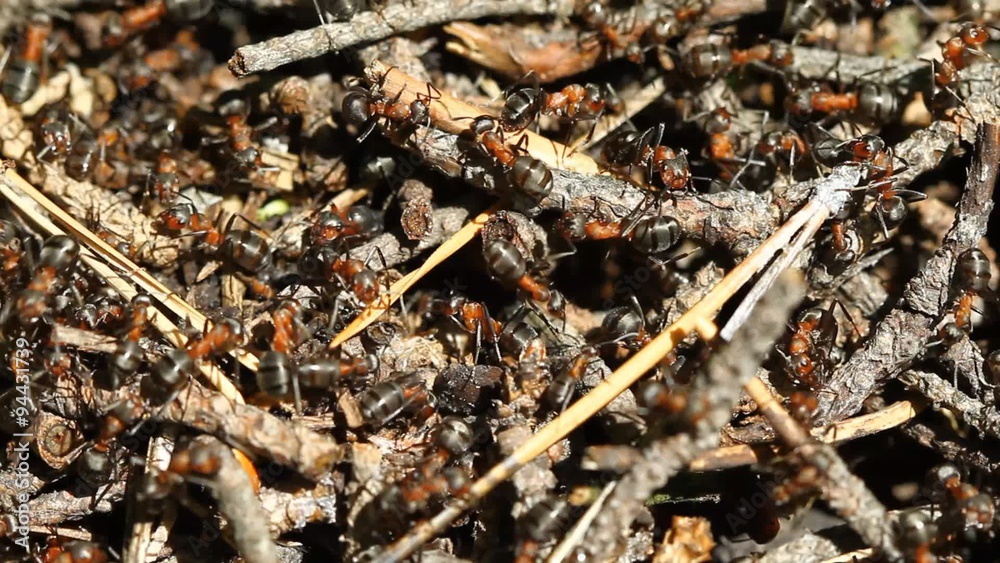 Ants colony in the forest Ants colony in the forest
