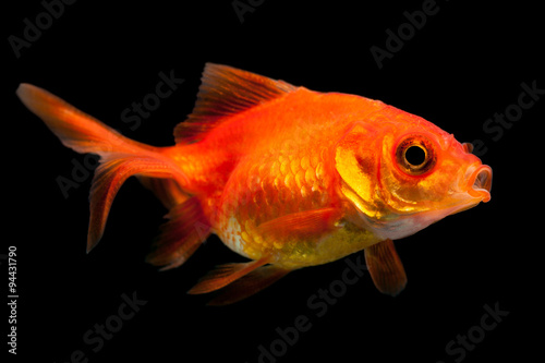 A common goldfish swimming in a bowl, its scales shimmering in the golden light. © Ammit