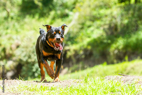 This well trained and exceptional dog having earned the privilege of being off leash exemplifies the joy and freedom many dogs cherish in their desire to roam and explore
