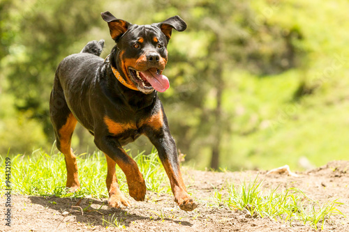 A brave Rottweiler running off-leash, getting exercise and education from a coach on the right way to care for pets.