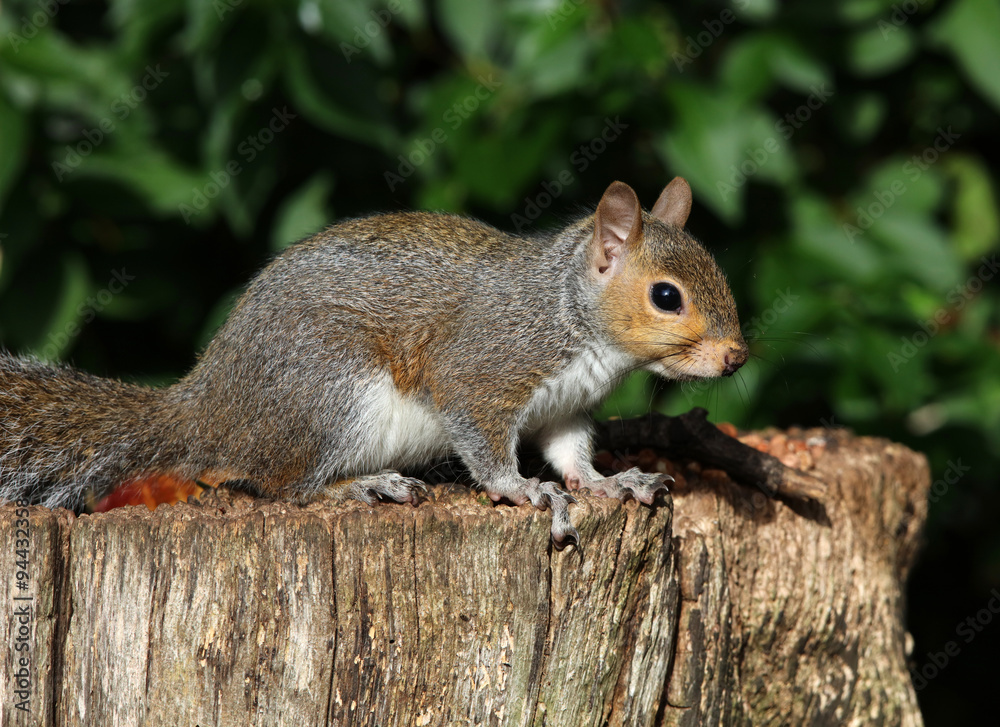 Portrait of a Squirrel on a tree trunk Portrait of a Squirrel on a tree trunk