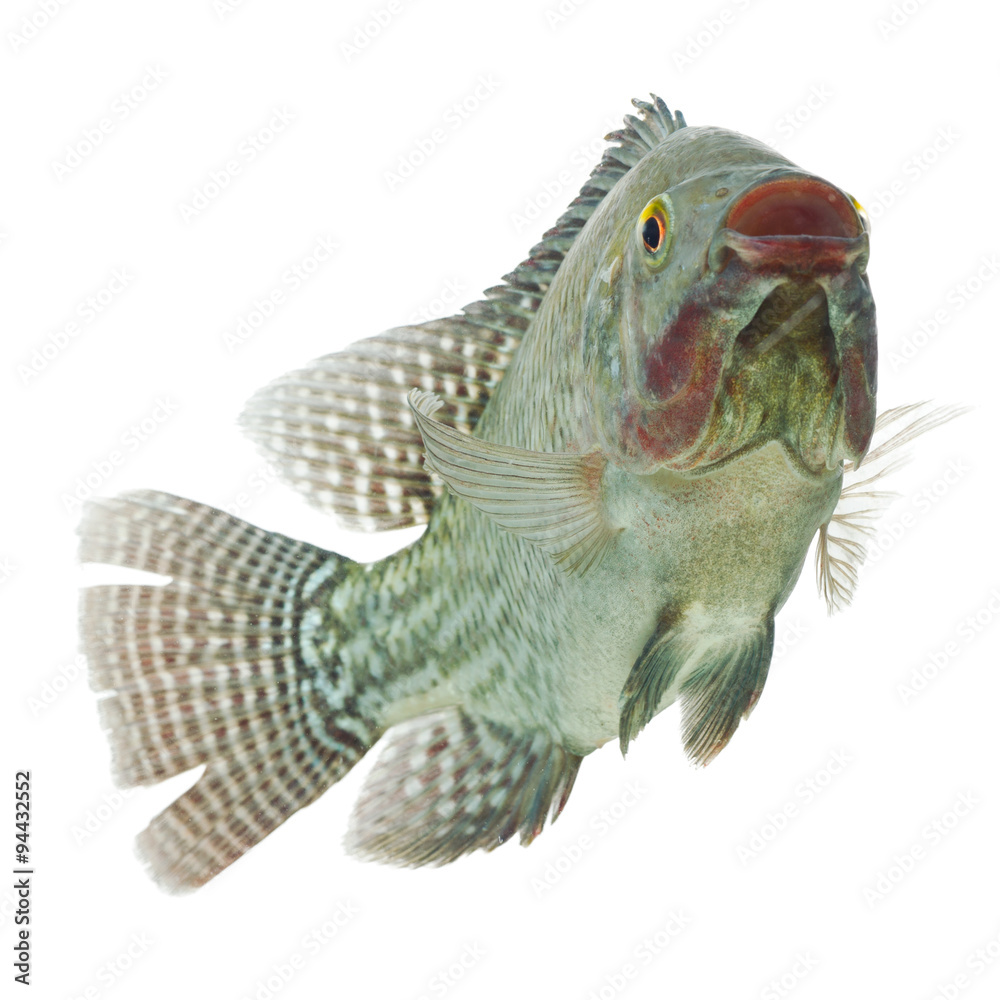 Fotografia do Stock tilapia isolated swim mozambique tilapia side shot