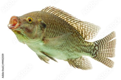 A live tilapia fish swimming gracefully in an isolated white aquarium tank.