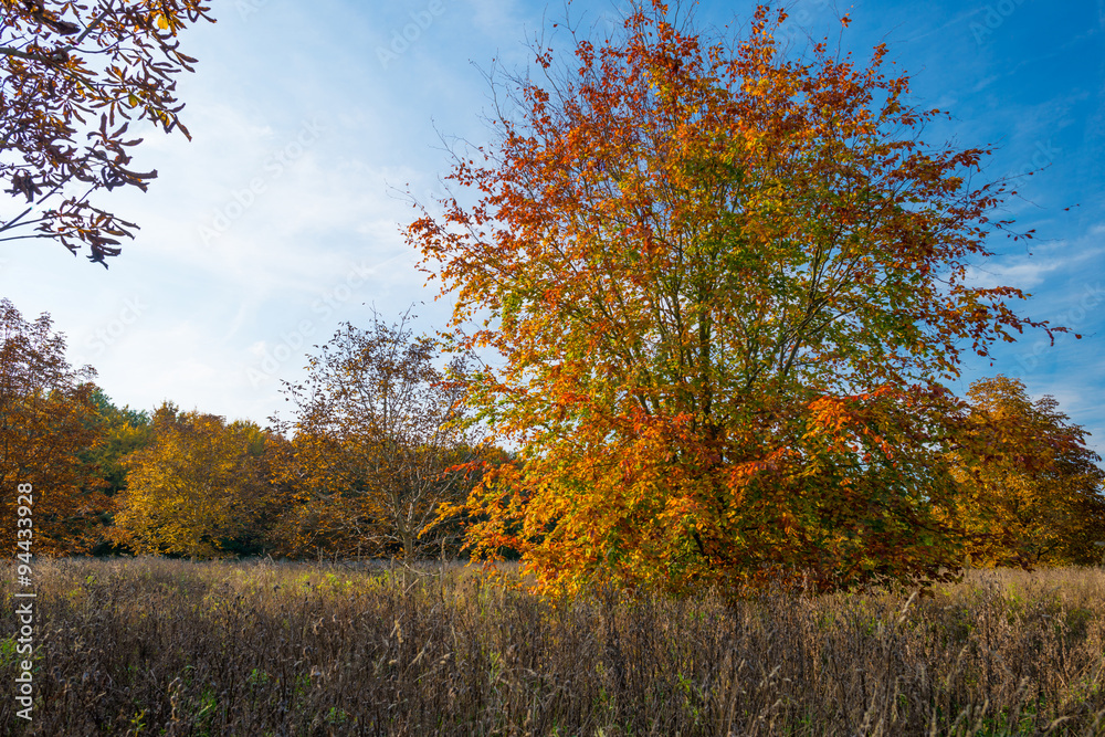 Beech tree in a field in autumn colors