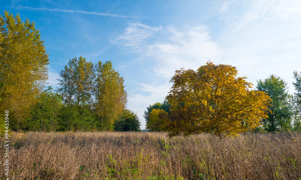 Trees in a field in autumn colors