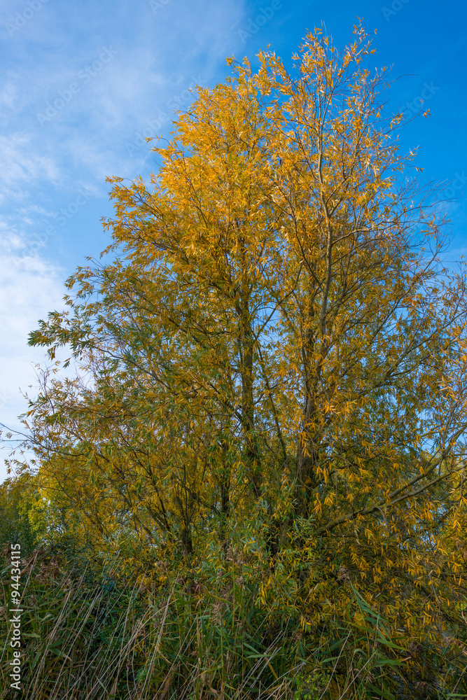 Tree along a canal in autumn colors