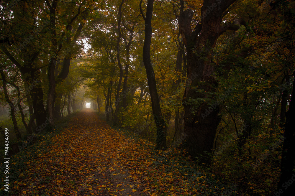 Obraz premium Nebel im Feenwald