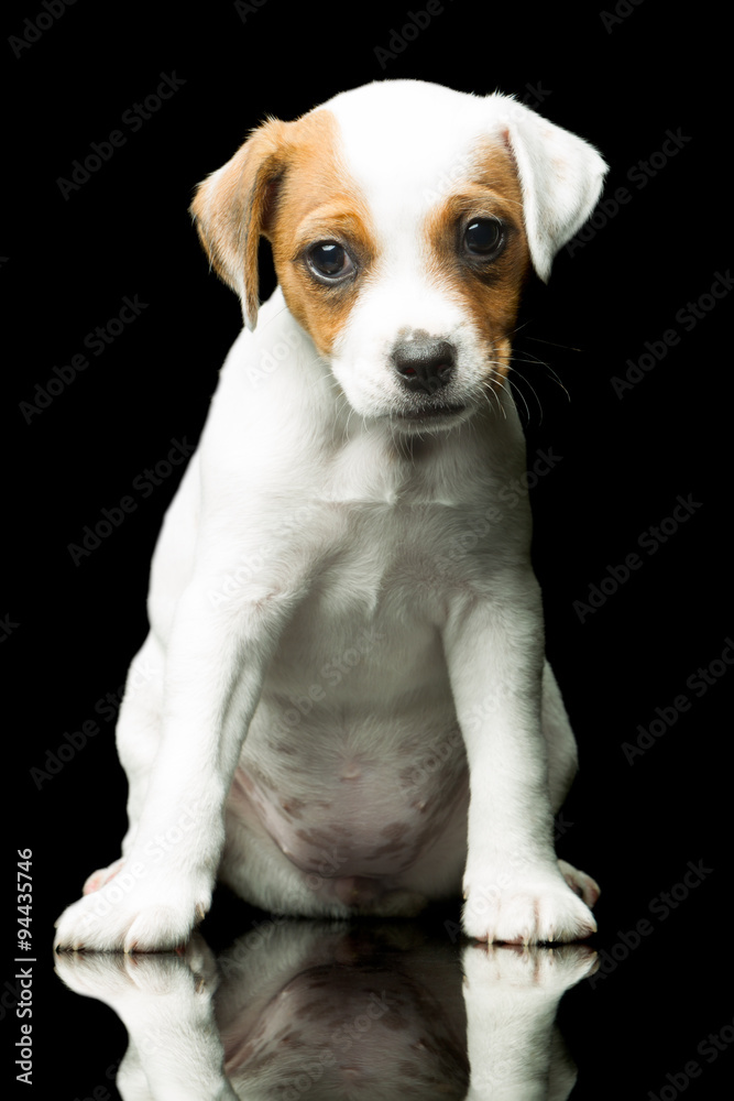 A sad Jack Russell Terrier puppy sits isolated, longing for companionship and love.