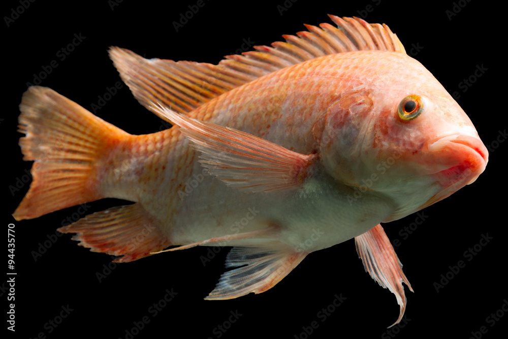 tilapia alive nile nile or red tilapia oreochromis niloticus isolated