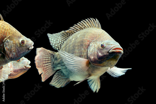 A live Oreochromis tilapia swimming in an isolated tank, part of aquaculture in Mozambique. The black cichlid species is vibrant and active.