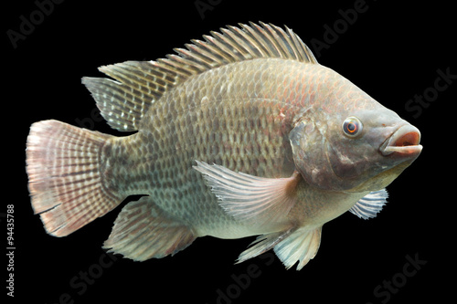 Stunning studio shot of Mozambique tilapia Oreochromis mossambicus isolated in a black aquarium,perfect for fish enthusiasts and aquarists. photo