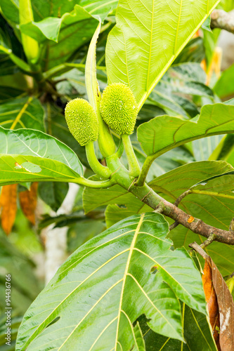 Unripe jackfruits scientifically known as Artocarpus heterophyllus present a vibrant green hue and promise of tropical sweetness offering a tantalizing glimpse into the botanical wonders of nature