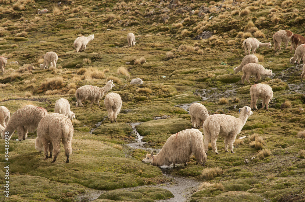 Fototapeta premium Alpacas