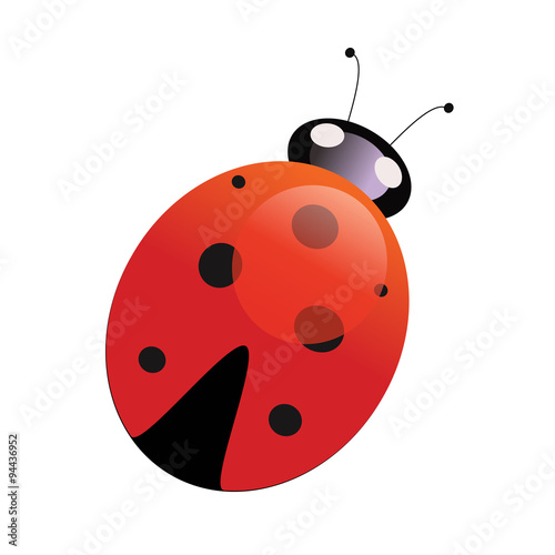 Vector illustration insect ladybug