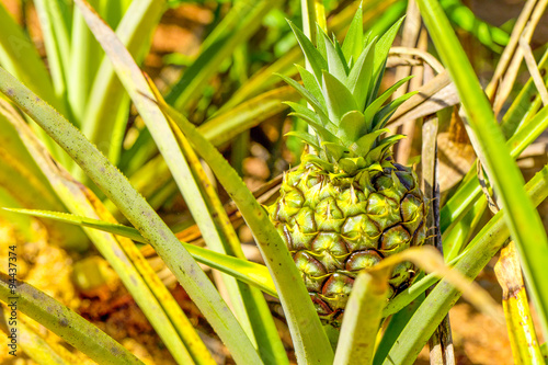 Fresh and ripe pineapple fruit ready for harvest at a lush Ecuadorian plantation,bursting with tropical flavor and sweetness.