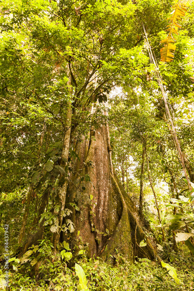kapok ceiba tree pentandra gigantic kapok timber in river tub ecuador