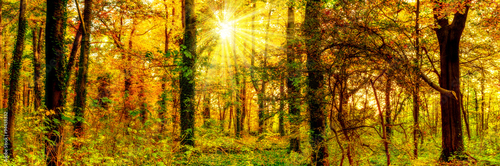 Autumn forest with sun rays