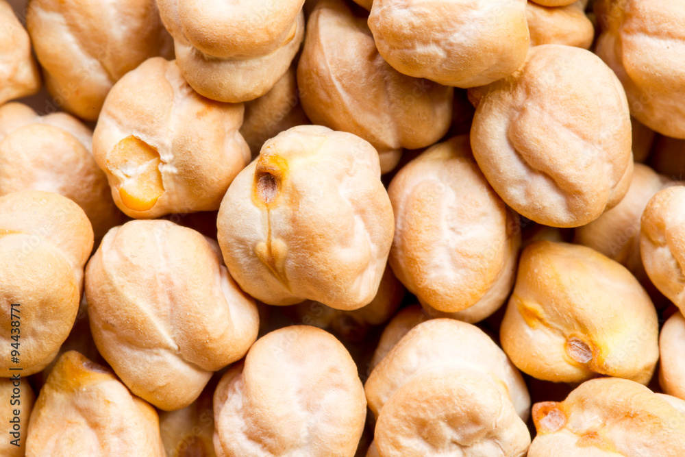 arietinum cicer chickpea beans garbanzo the chickpea cicer arietinum