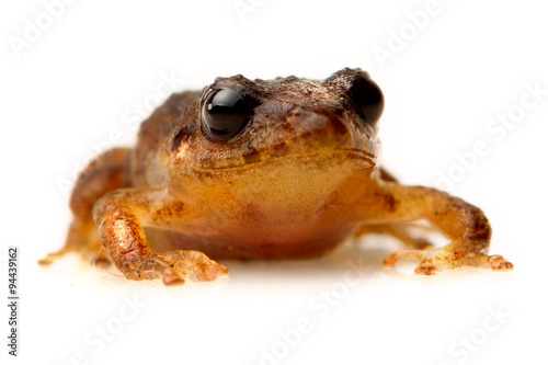 Low angle view of a captivating brown frog,beautifully isolated against a pristine white background,creating a visually stunning image.