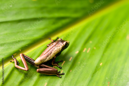 Discover a captivating sight of a tiny,enchanting frog perched on a vibrant leaf amidst the lush Ecuadorian jungle in the heart of the Amazon.