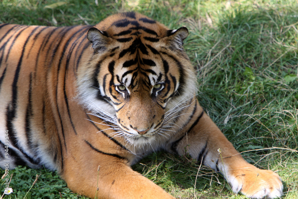 Fototapeta premium Sumatratiger