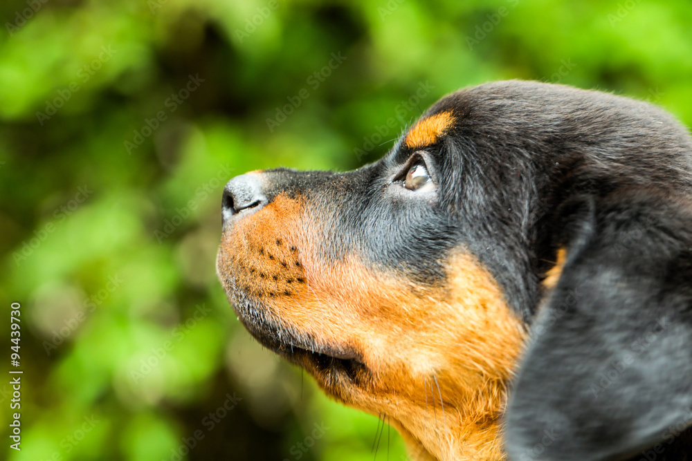 Rottweiler Puppy Head