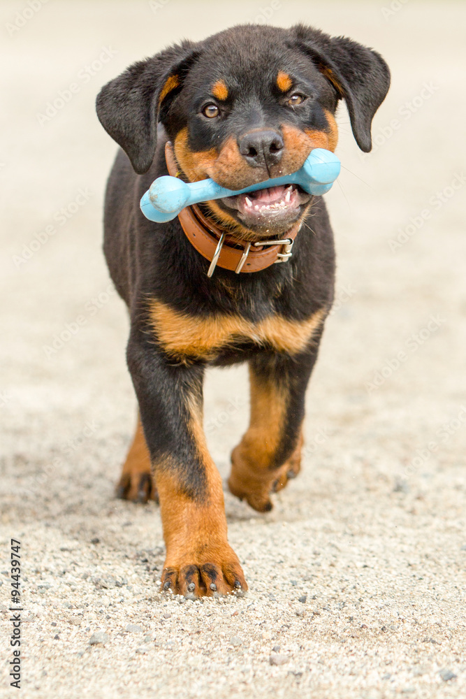 A playful Rottweiler puppy holding a bone in his mouth, with his brown paw raised and posing in the background.