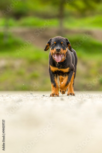 Young Rottweiler Pup
