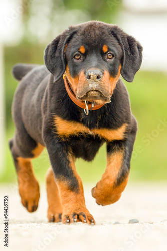 A cute Rottweiler puppy with a wrinkled forehead and floppy ears, walking in the background.