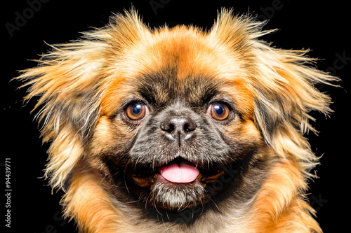 Pekingese Dog Face
