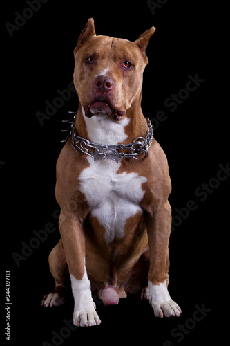 Explore the Excellence: Adult Champion American Pit Bull in a Studio Portrait Elegantly Isolated on a Black Background Showcasing Breed Distinction