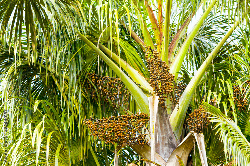 Fototapeta premium Euterpe oleracea,a palm tree species,is cultivated for its fruit and superior hearts of palm; these fruits are utilized to produce acai wine,a popular beverage.