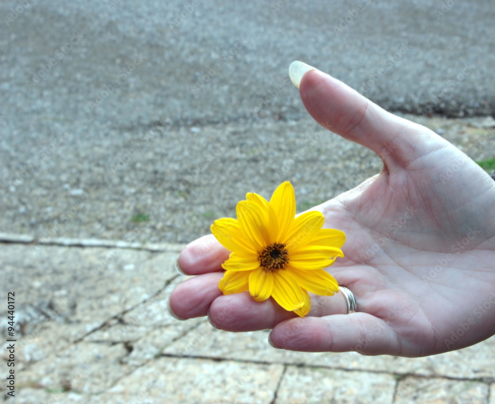 Foto Stock mano con fiore | Adobe Stock