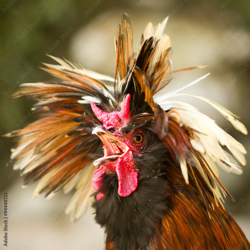 crazy chicken rooster funny bird loud poultry feathers cock morning crazy  rooster with a funny hairstyle