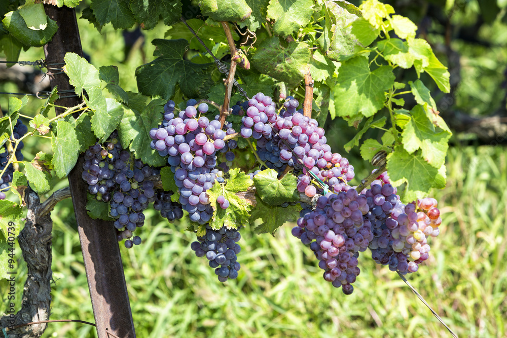 Bunches of wine grapes hanging on the wine