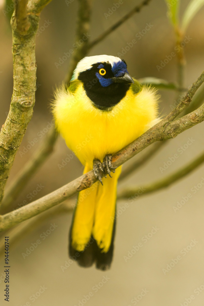 Obraz premium A vibrant green-and-yellow jay with a black facial mask and white crown perches on a branch in the Amazon rainforest of Ecuador, an alert wild bird in a soft natural setting.