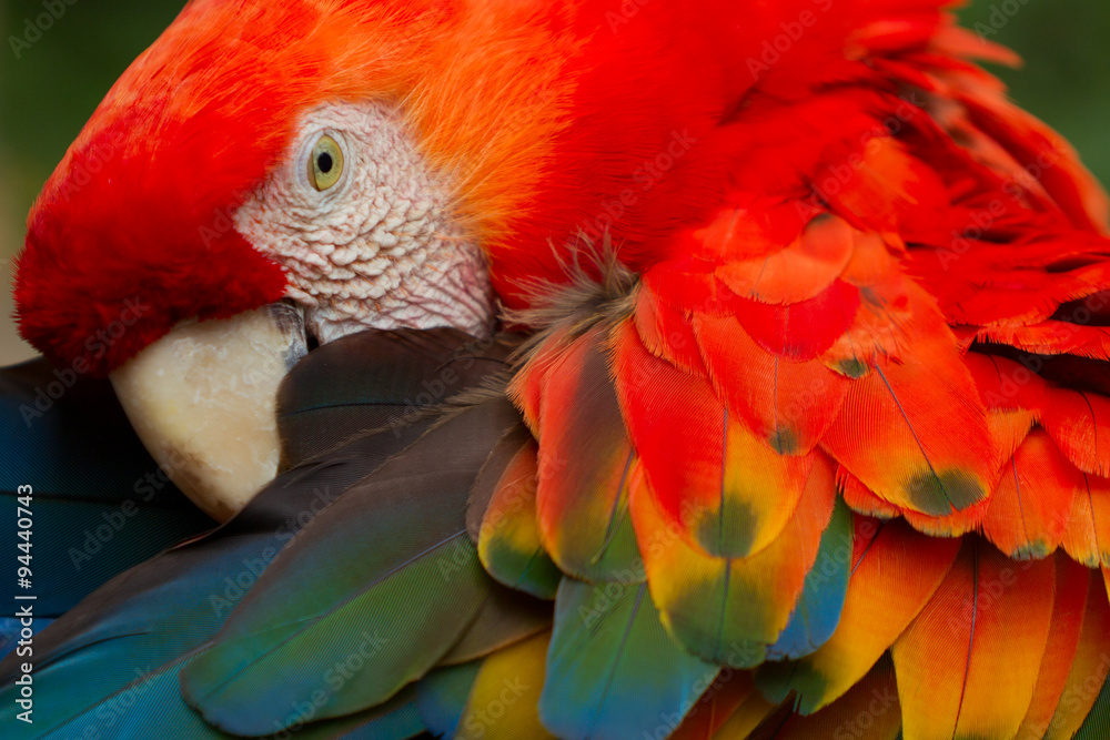 Naklejka premium A vibrant scarlet macaw perched on a branch in the Amazon rainforest, showcasing the rich colors of South America's wildlife.